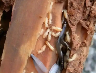 蠡县白蚁防治公司分享看懂白蚁标志性蚁路，精准判断虫害轻重程度